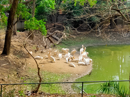 Assam State Zoo-cum-Botanical Garden Travel | Zoo and Wildlife Sanctuary 