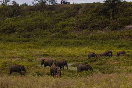 Bandipur National Park Travel | Zoo and Wildlife Sanctuary 