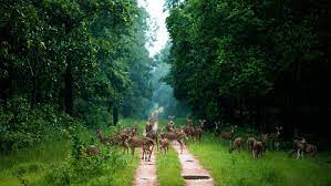 barnawapara wildlife sanctuary Travel | Zoo and Wildlife Sanctuary 