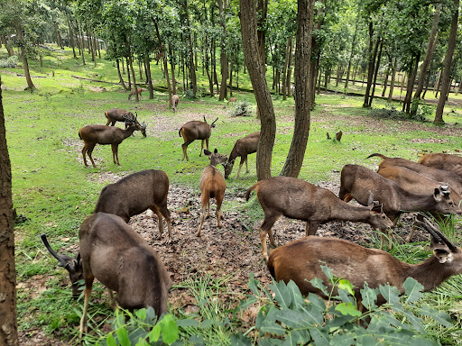 Birsa Deer Park (Birsa Mrig Vihar) Travel | Zoo and Wildlife Sanctuary 