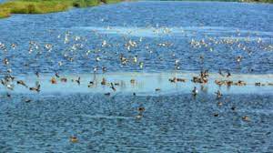 Karaivetti Bird Sanctuary Travel | Zoo and Wildlife Sanctuary 