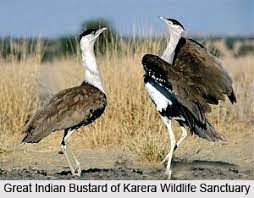 Karera Wildlife Sanctuary Travel | Zoo and Wildlife Sanctuary 