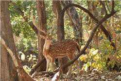 Kheoni Sanctuary Travel | Zoo and Wildlife Sanctuary 