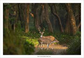 Kishanpur Wildlife Sanctuary in Lakhimpur kheri, Lakhimpur Kheri - Best ...