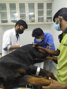 LAIKAS PET CLINIC Medical Services | Veterinary