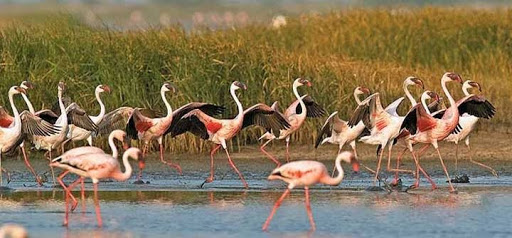 Marine National Park, Gulf of Kutch Travel | Zoo and Wildlife Sanctuary 