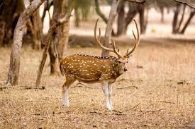 Paniya Wildlife Sanctuary Travel | Zoo and Wildlife Sanctuary 