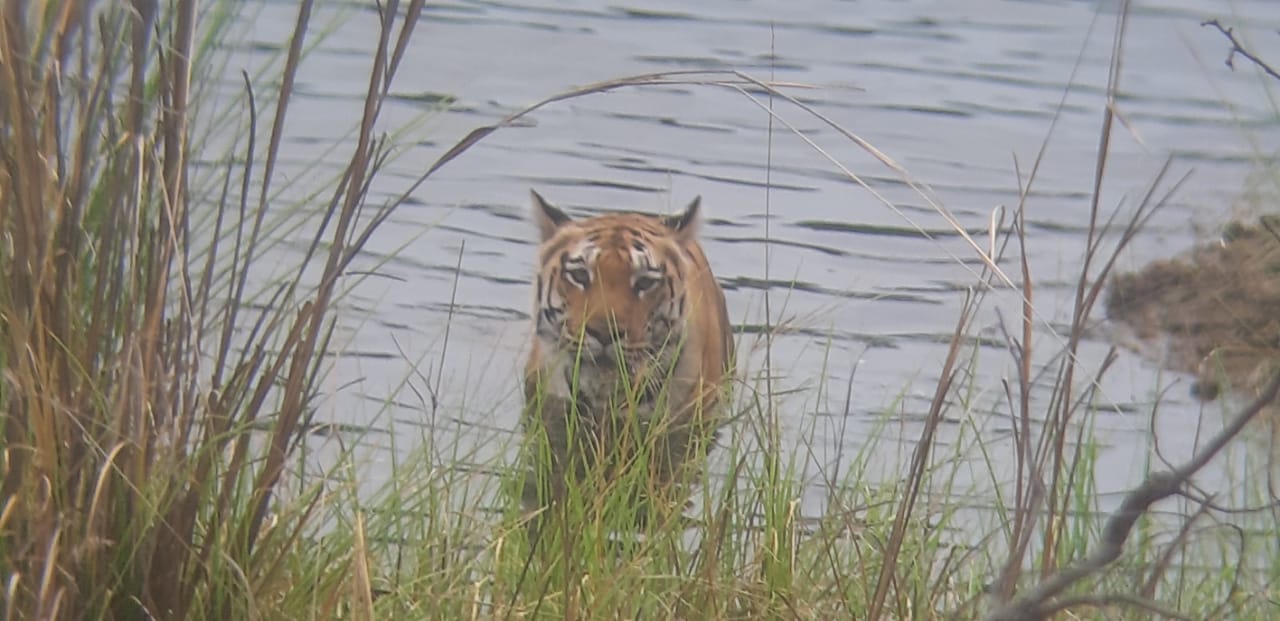 Pench Gate Safari Booking | Pench Gate Safari Travel | Tourist Spot