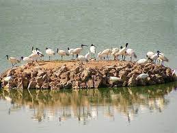 Porbandar Bird Sanctuary Travel | Zoo and Wildlife Sanctuary 