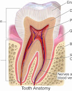 Puredent Medical Services | Dentists