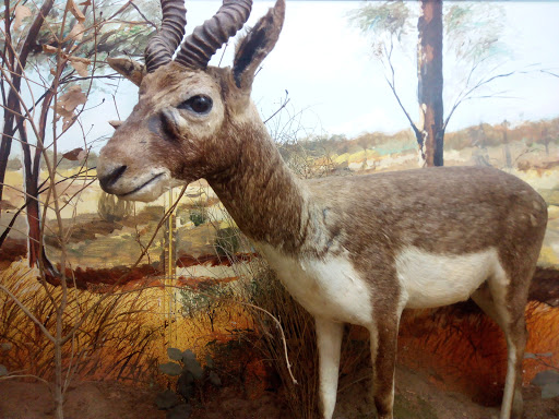 Rajiv Gandhi Regional Museum of Natural History Travel | Museums