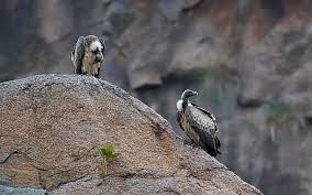 ramadevara betta vulture wildlife sanctuary Travel | Zoo and Wildlife Sanctuary 