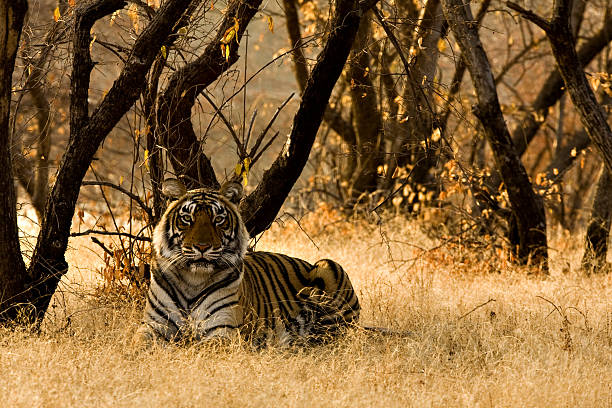 Ranthambore Safari Package Travel | Travel Agency