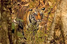 Ratapani Wildlife sanctuary Travel | Travel Agency