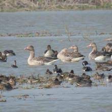 Saman Bird Sanctuary Travel | Zoo and Wildlife Sanctuary 