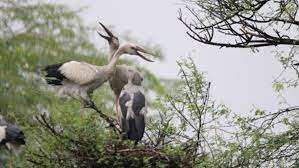 Vettangudi Bird Sanctuary Travel | Zoo and Wildlife Sanctuary 